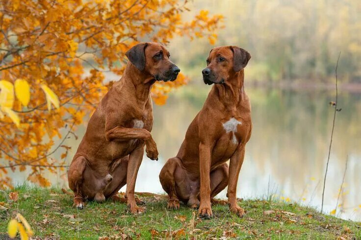 Порода собак риджбек фото Rhodesian Ridgebacks: the most honest dog breed Rhodesian ridgeback dog, Rhodesi