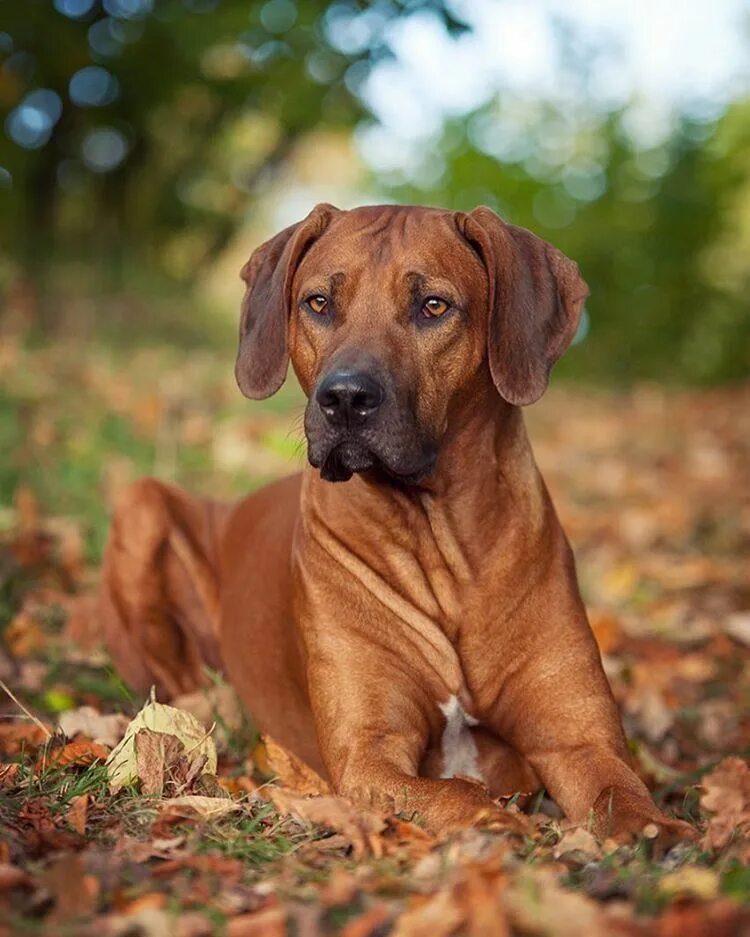 Порода собак риджбек фото Elin Nylander on Instagram: "❤" Puppy grooming, Beautiful dogs, Pretty dogs