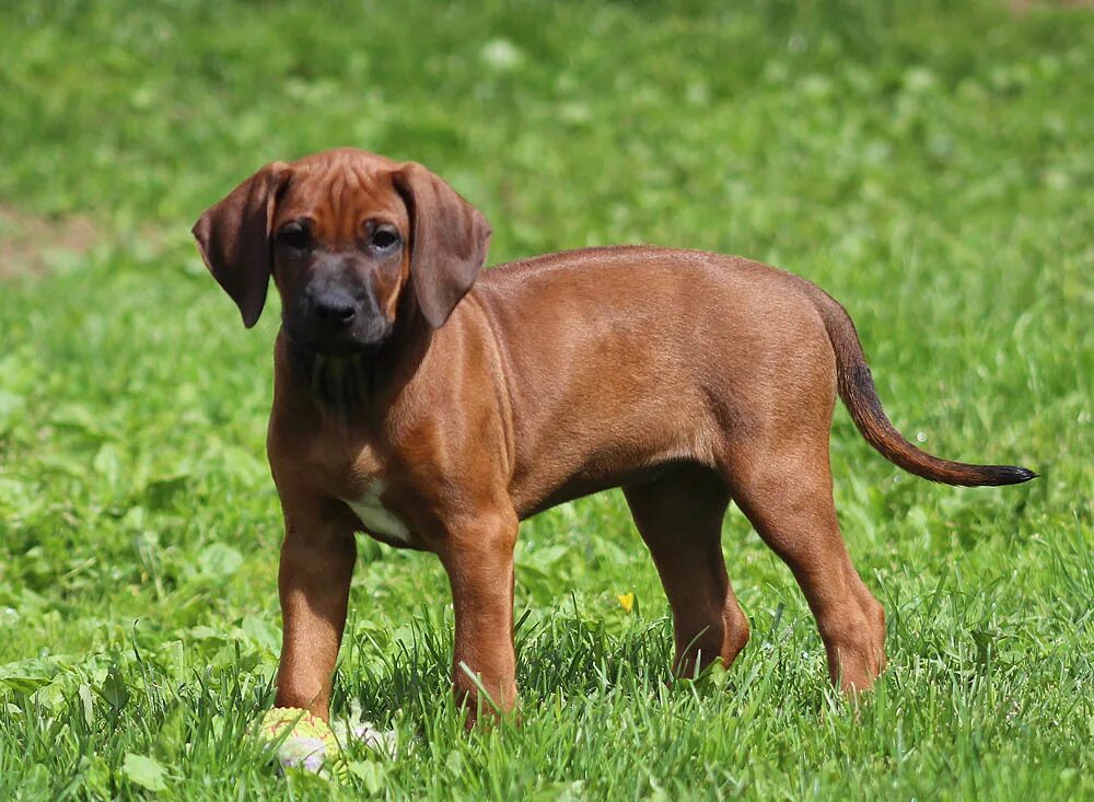 8 Best Rhodesian Ridgeback Breeders In The UK Puplore