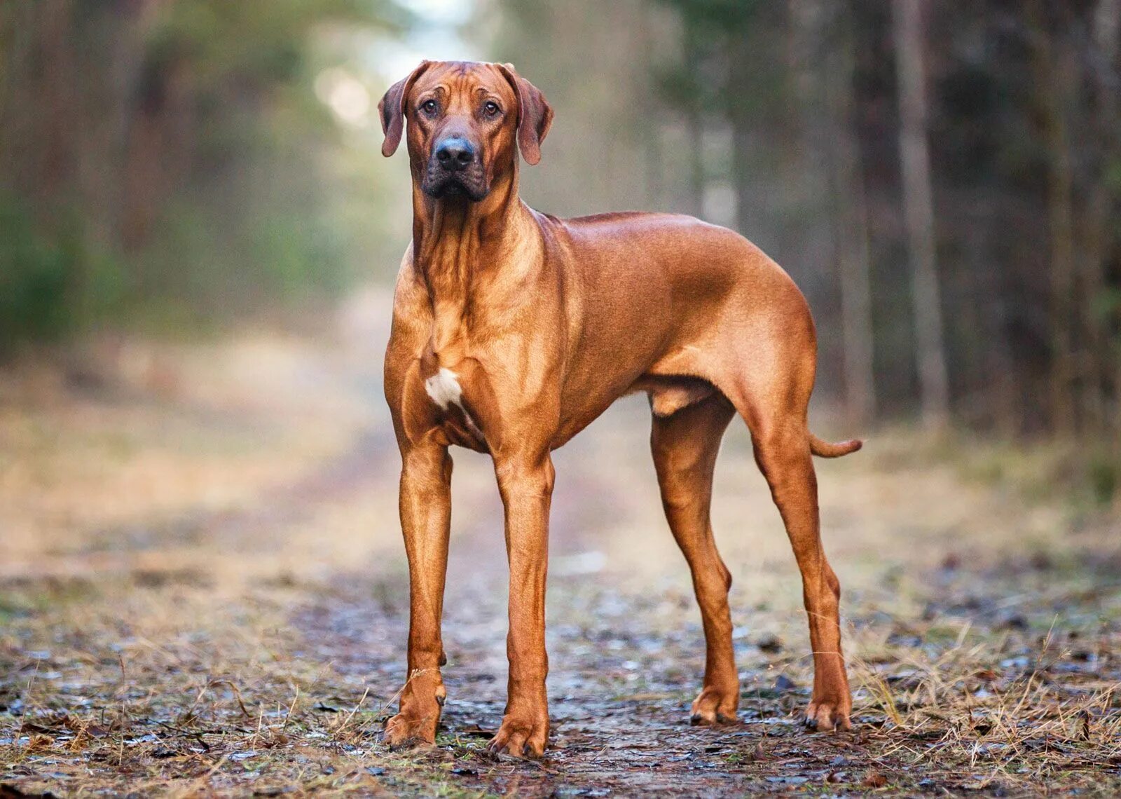 Порода собак риджбек фото Rhodesian Ridgeback Description, Temperament, & Facts Britannica