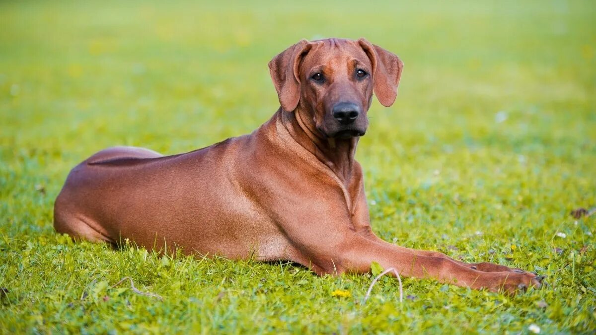 Порода собак риджбек фото 8 Best Rhodesian Ridgeback Breeders In The UK Puplore