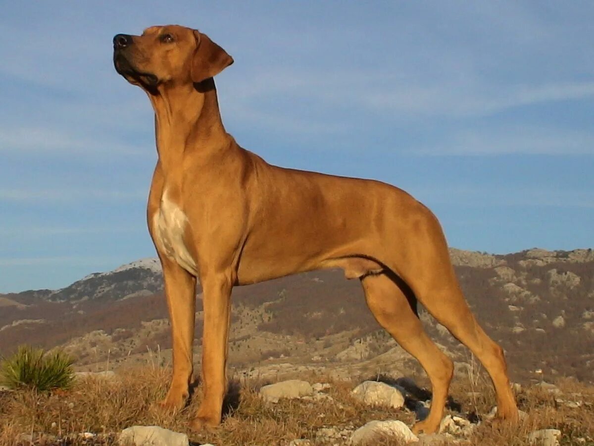 Порода собак риджбек фото Featured Breed: Rhodesian Ridgeback (pets dogs Rhodesian_Ridgeback family) Read 