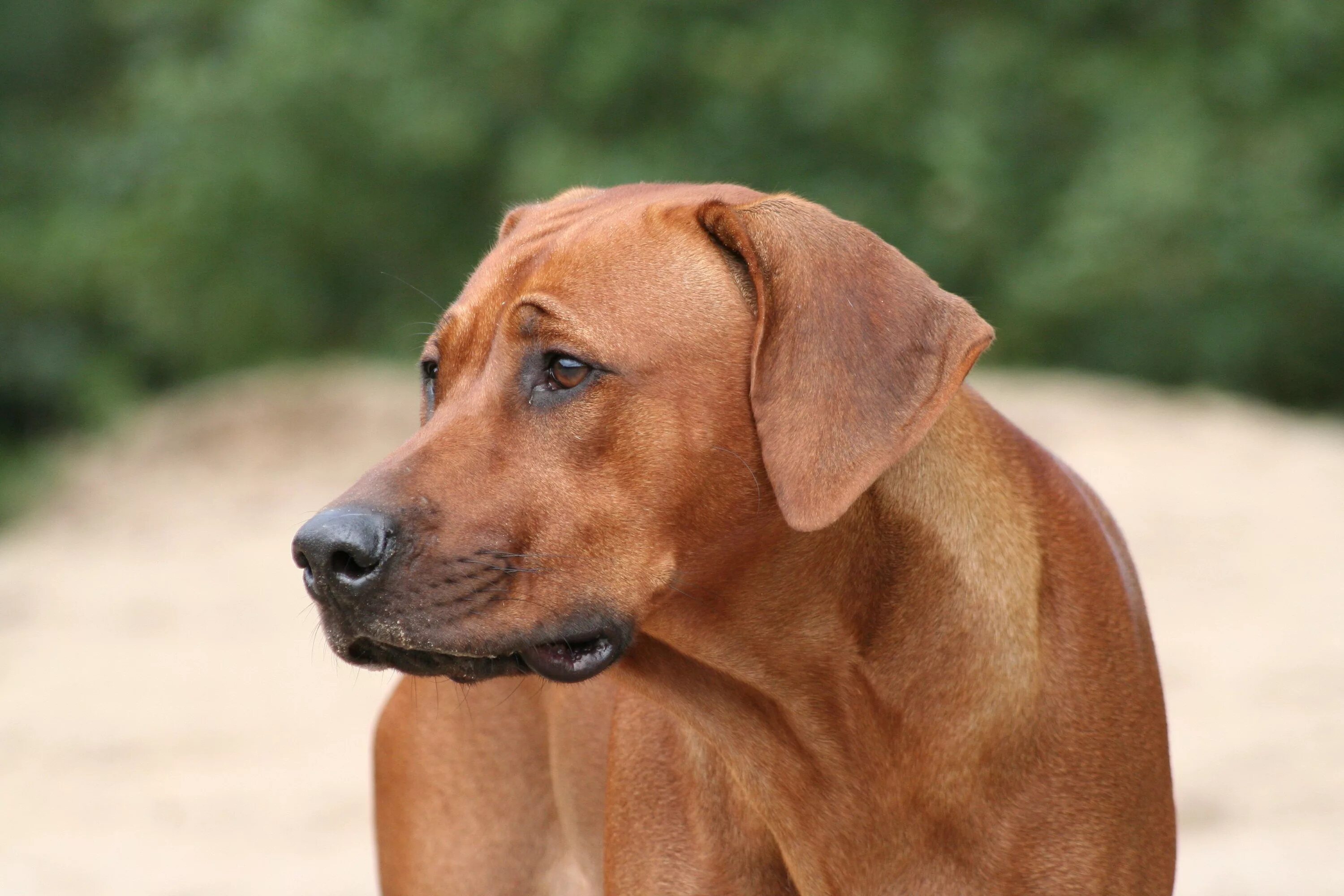 Порода собак риджбек фото цена Rhodesian Ridgeback closeup Rhodesian ridgeback dog, Rhodesian ridgeback, Best d