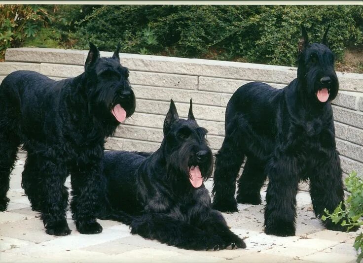 Порода собак ризеншнауцер фото Giant Schnauzer Dog Breed Information Giant schnauzer, Schnauzer puppy, Schnauze