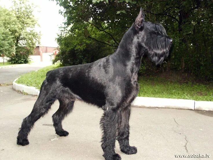 Порода собак ризеншнауцер фото Pin by Alex on Х Riesenschnauzer (Giant Schnauzer) Schnauzer breed, Giant schnau