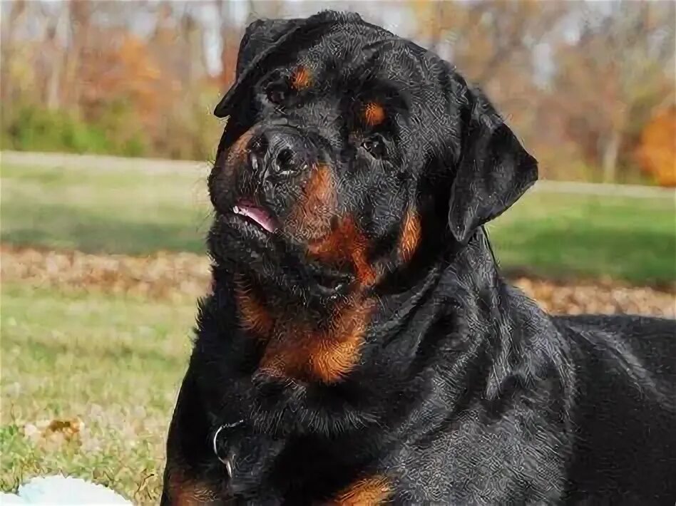 #3 Rottweiler Dog breeds, Rottweiler dog, Best guard dogs