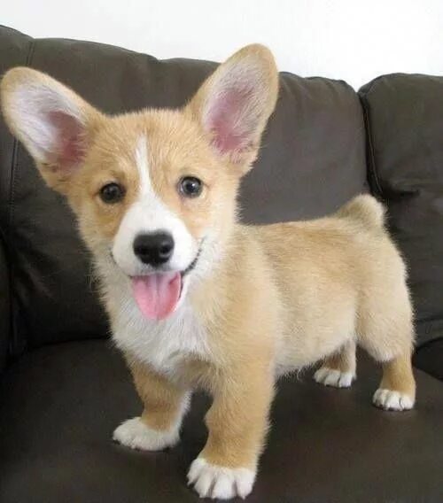 Порода собак с большими ушами фото The many things I admire about the Small Pembroke Welsh Corgi Dogs #pembrokewels