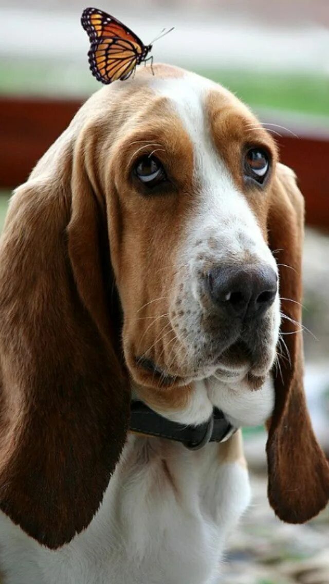 Порода собак с большими ушами фото Pin on Can't resist it Basset hound dog, Dog breeds, Hound puppies