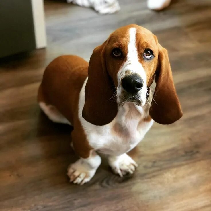 Порода собак с большими ушами фото Basset Hound Breed Info, Pics, Puppies, Traits & Facts Hepper Basset hound dog, 