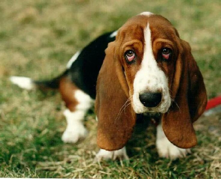 Порода собак с большими ушами фото 6 raças de cachorros com superpoderes secretos Basset hound puppy, Hound puppies