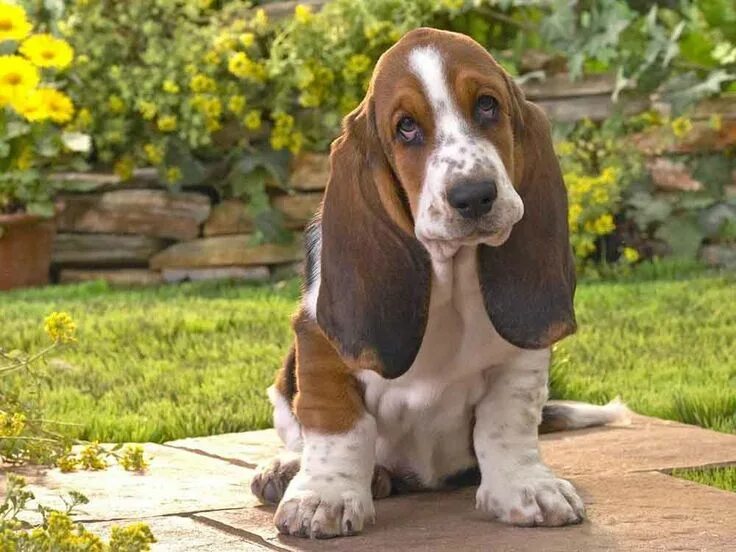 Порода собак с большими ушами фото Basset Hound: Caractéristiques - Caractère - Santé Chien basset hound, Chien bas