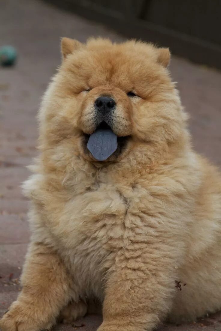 Порода собак с синим языком название фото CAN'T STOP LOVING JINGJING'S PUPPYHOOD Funny dogs, Chow chow puppy, Chow chow do