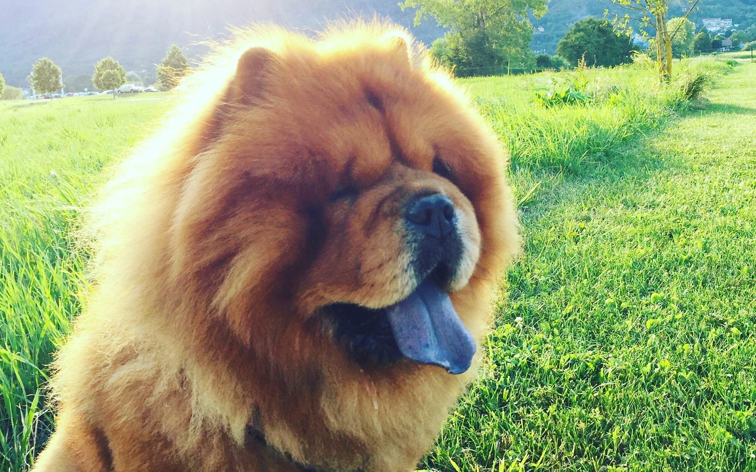 Порода собак с синим языком название фото Afinal, por que o Chow Chow tem a língua azul? Chow chow dogs, Chow chow, Dog la