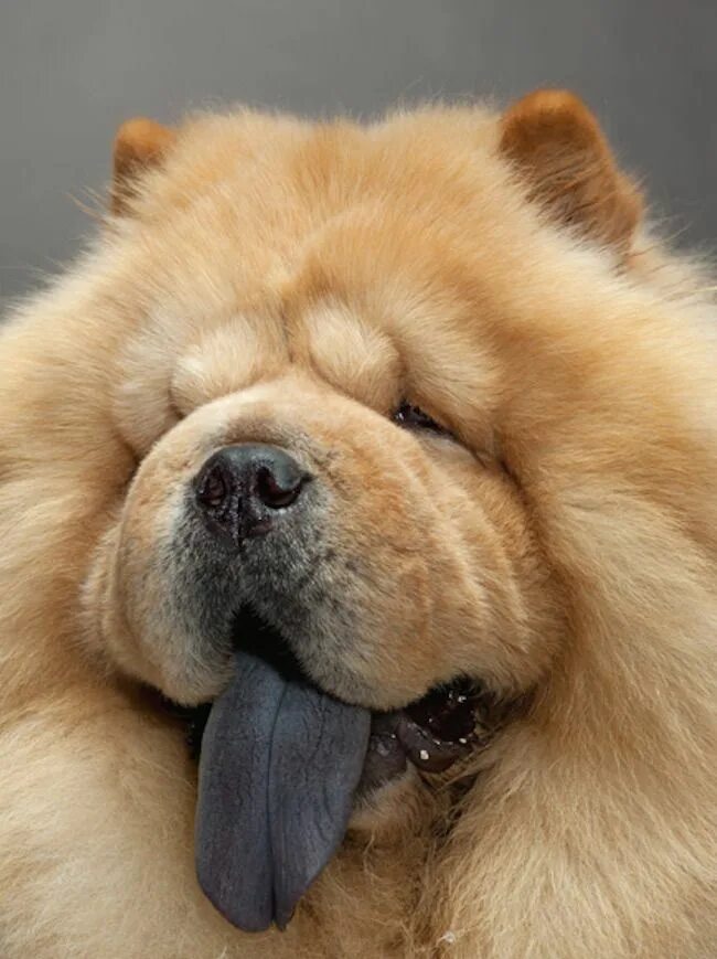 Порода собак с синим языком название фото Pin on CHOW CHOW Chow chow dogs, Dogs, Pet dogs