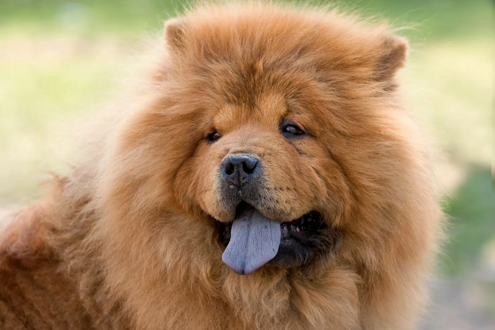 Порода собак с синим языком название фото Chow Chow Dog Breed, Description, Temperament, & Facts Britannica