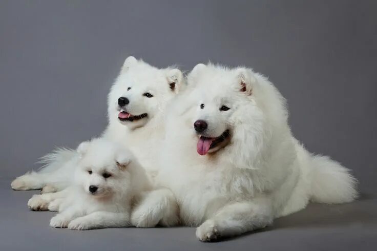 Порода собак самоед фото Samoyed Dog Breed Information and Pictures - PetGuide Samoyed dogs, Samoyed, Sam