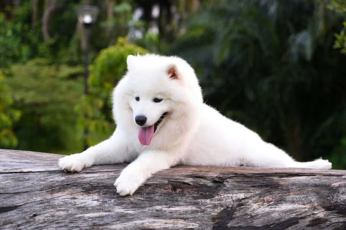 Порода собак самоед фото Дрессировка собак породы Самоедская собака Akita Dog School