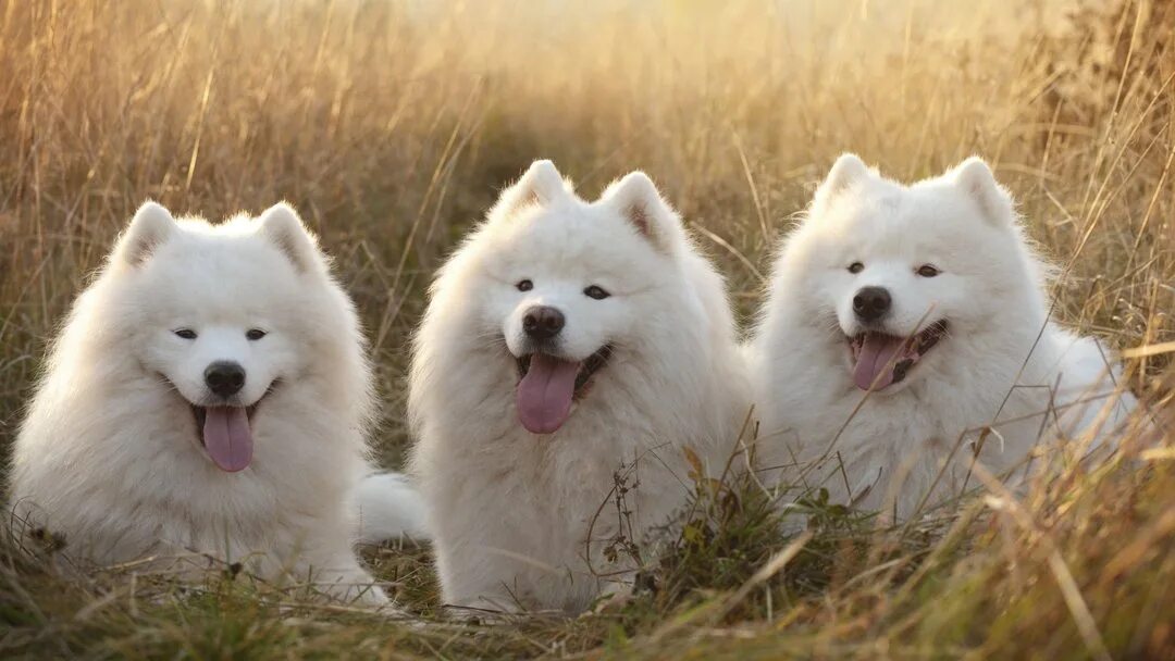 Порода собак самоед фото 10 White Dog Breeds That Look Magical Purina