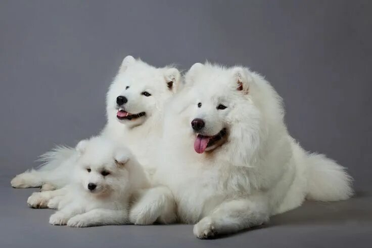 Порода собак самоед фото цена Sammy Family!!!! Samoyed dogs, Samoyed, Cute dogs and puppies