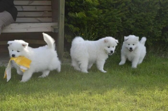 Порода собак самоед цена щенка фото Do You Like the Fluffy Samoyed Puppies? Perros chistosos y Perros