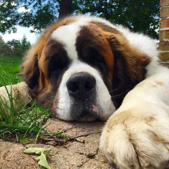 Порода собак сенбернар фото This St. Bernard has the sweetest face, so cute! #Bigdogbed St bernard dogs, Dog