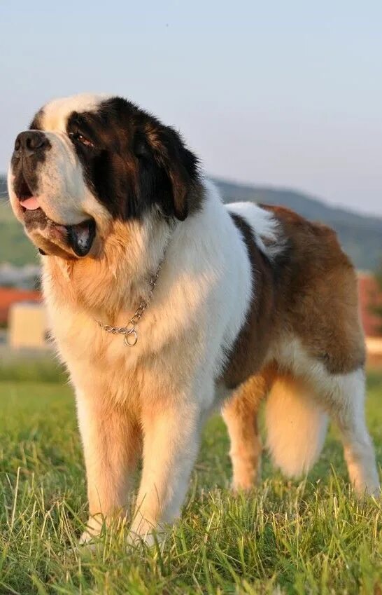 Порода собак сенбернар фото Pin on Pets Big dog breeds, Massive dogs, Large dog breeds