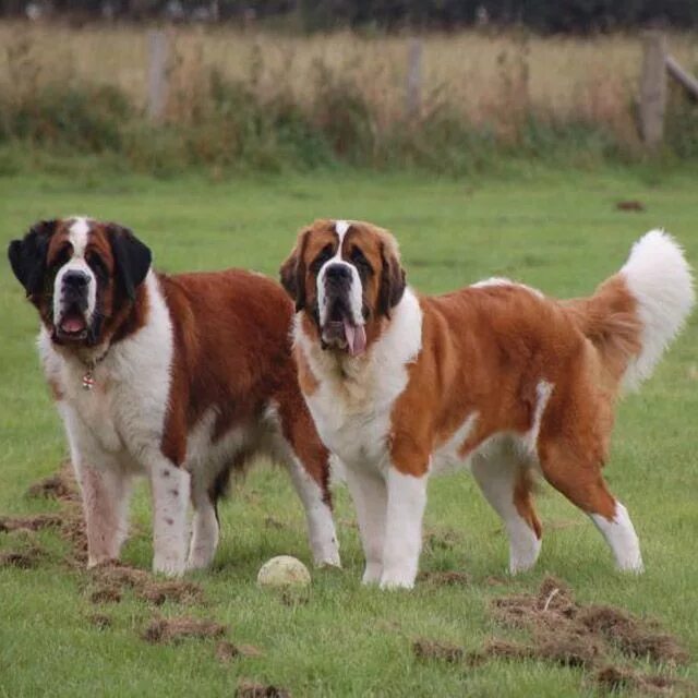 Порода собак сенбернар фото Сенбернар порода собаки Святого Бернара. St bernard dogs, Bernard dog, Saint ber