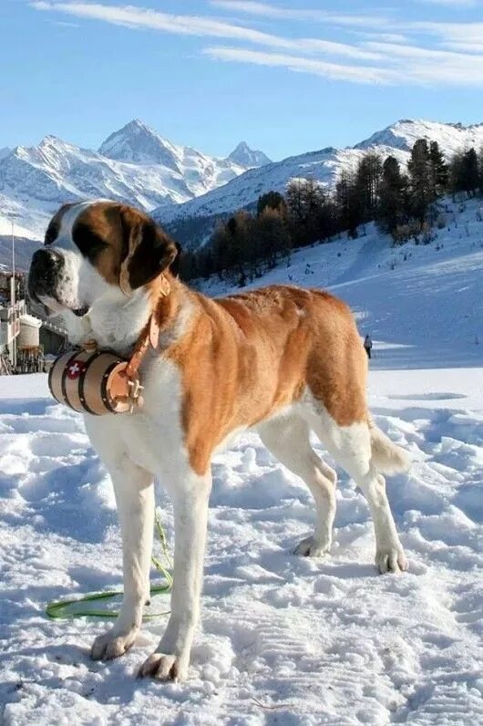 Порода собак сенбернар фото Pin by James Page on animals St bernard dogs, Dogs and puppies, Bernard dog