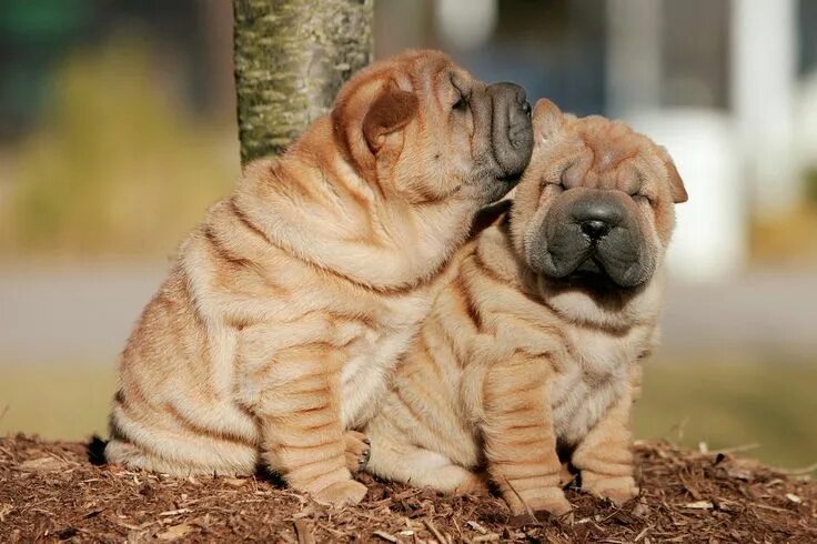 Порода собак шарпей фото Chinese Shar-Pei Dog Breed Information Shar pei dog, Dog breeds, Chinese shar pe