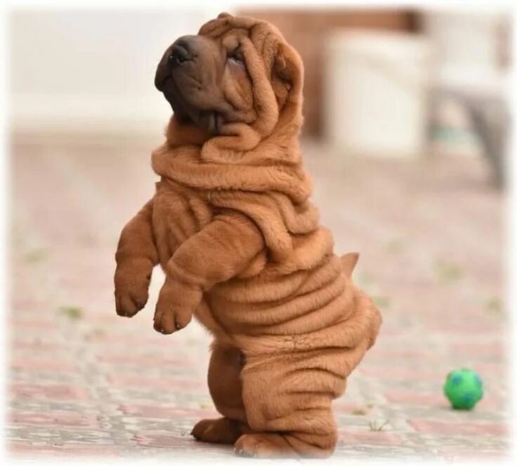 Порода собак шарпей фото 15 Pictures Only Shar-Pei Owners Will Think Are Funny Shar pei dog, Wrinkly dog,