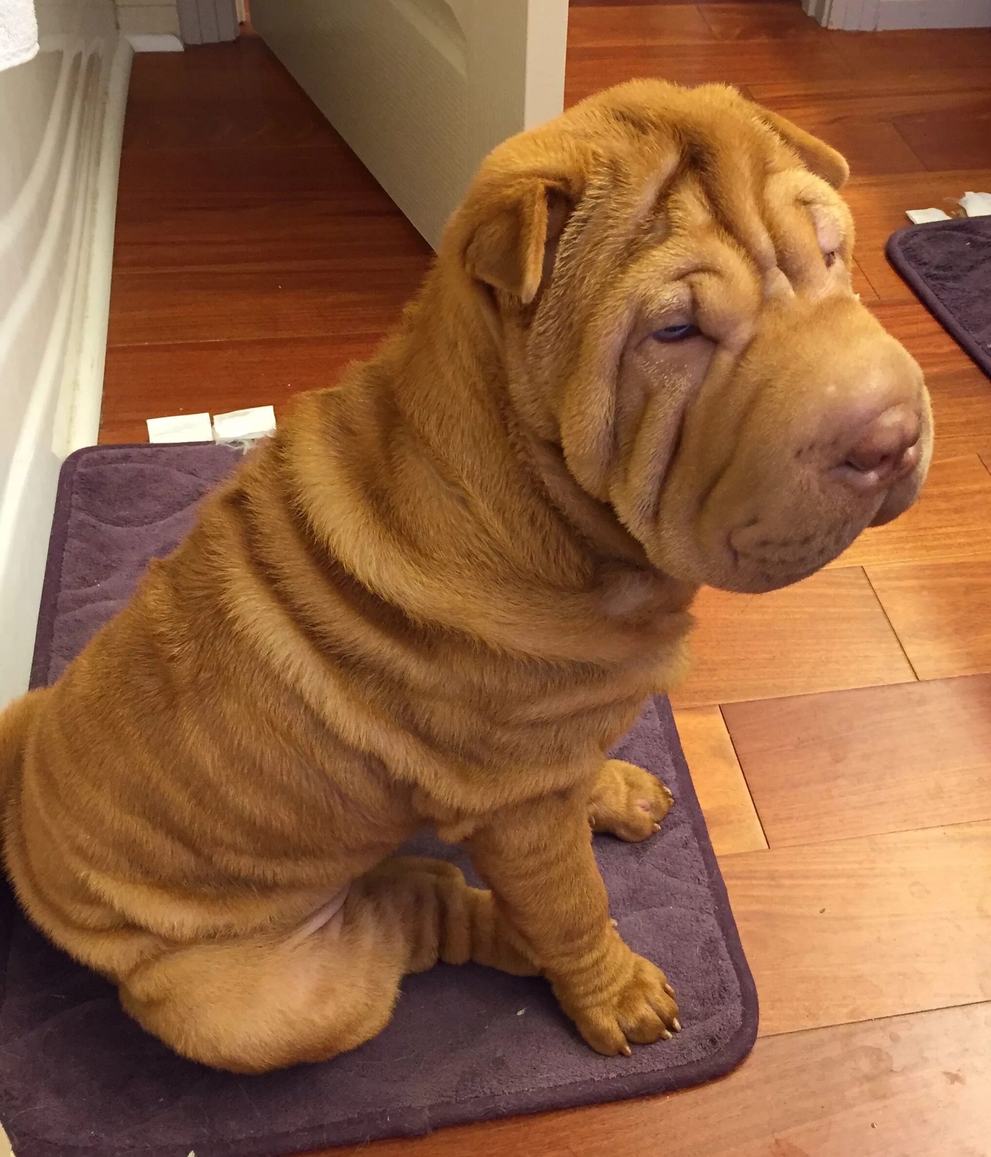 Порода собак шарпей фото Loading... Puppy cuddles, Shar pei dog, Fluffy animals