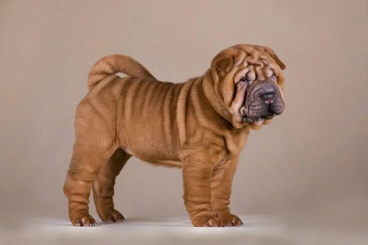 beautiful sharpei puppy breeder Edhellen Nore Svetlana Wrinkle dogs, Wrinkly dog