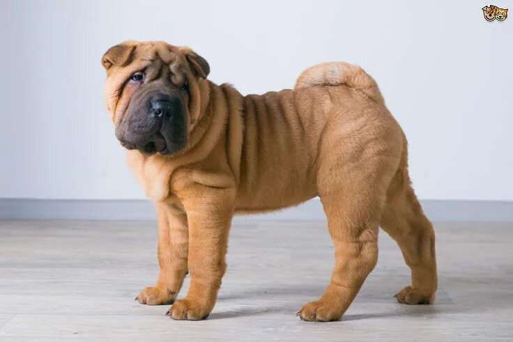 Порода собак шарпей фото Shar Pei Dog Breed Facts, Highlights & Buying Advice Pets4Homes Shar pei puppies