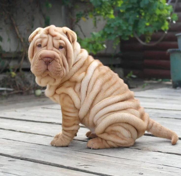 Порода собак шарпей фото beautiful sharpei puppy breeder Edhellen Nore Svetlana Wrinkle dogs, Wrinkly dog