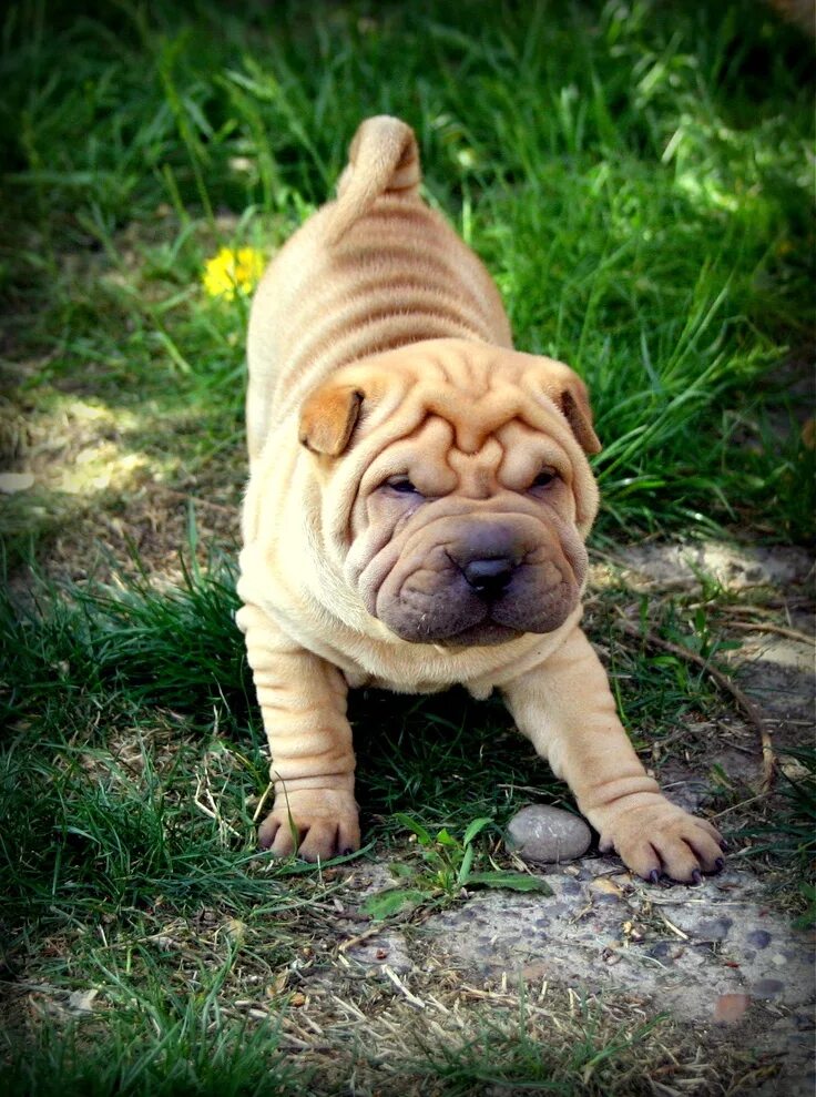 Порода собак шарпей фото Pin on Ann-Nee-Mals Shar pei dog, Shar pei puppies, Cute dogs