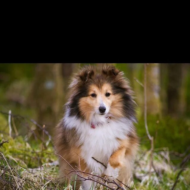 Порода собак шелти фото An adorable Sheltie Shetland sheepdog blue merle, Shetland sheepdog, Dog breeds