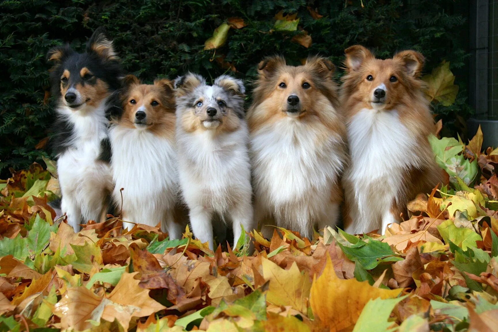 Порода собак шелти фото Семья собак породы шелти Dogs, Beautiful dogs, Sheltie