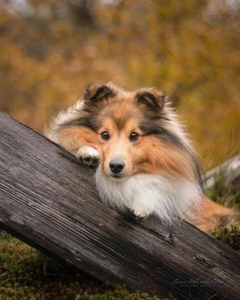 Порода собак шелти фото ภ เ г ค к ค ๓* in 2023 Dog breeds, Shetland sheepdog puppies, Beautiful dogs