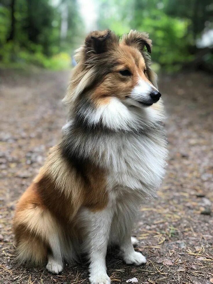 Порода собак шелти фото Шелти (англ. sheltie), или шетландская овчарка- порода собак, выведенная в Велик