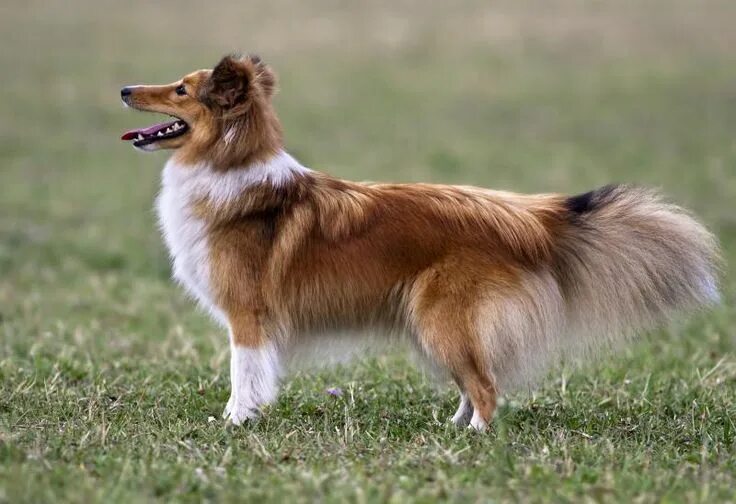 Порода собак шелти фото What Is the Life Span of a Sheltie? Cuteness Shetland sheepdog, Sheltie, Pedigre