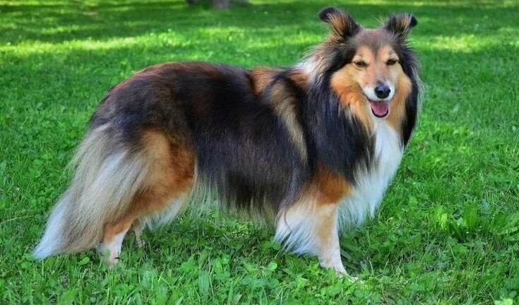 Порода собак шелти фото Shetland Sheepdog Dog Breed Facts, Highlights & Buying Advice Pets4Homes Shetlan