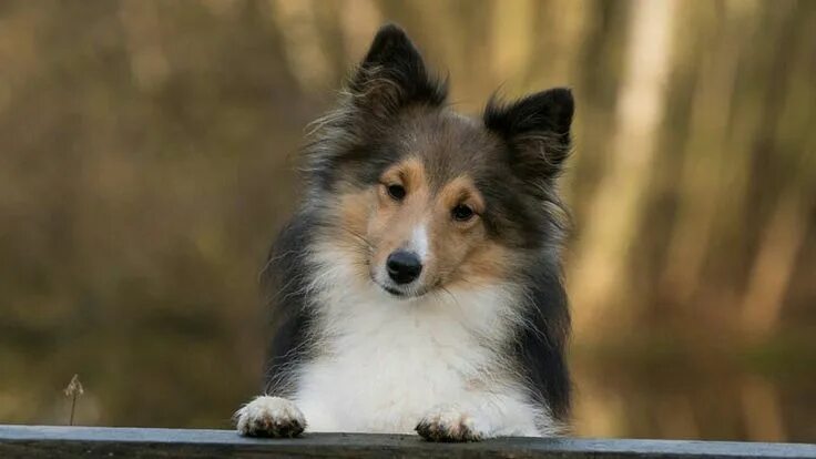 Порода собак шелти фото Treating periodontal disease in Shelties Dog quotes, Dogs, Beautiful dogs