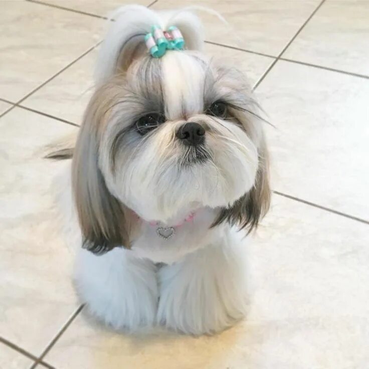 Порода собак ши тцу фото shih tzu grooming styles #shihtzu #shihtzugrooming shih tzu puppy shih tzu hairc