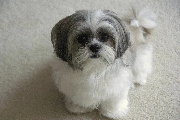 Порода собак ши тцу фото Community Post: Les 12 Choses À Savoir Sur Le Shih-Tzu Shih tzu puppy, Shih tzu 