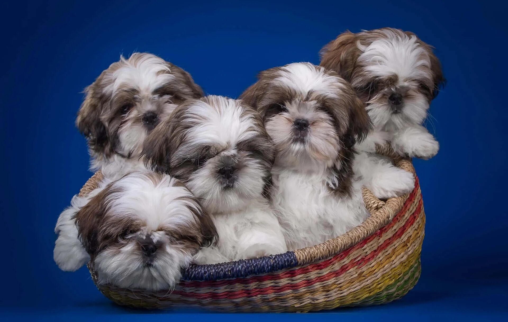 Порода собак ши тцу фото цена Download Shih Tzu Puppies In A Basket Wallpapers.com