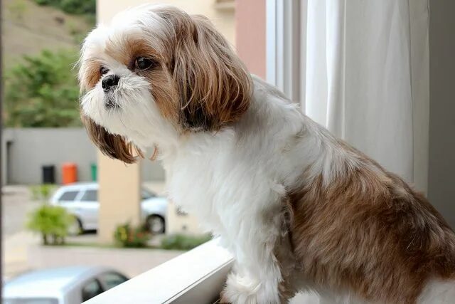 Порода собак ши тцу фото цена Quem chegou? Shih tzu dog, Shih tzu, Shitzu dogs