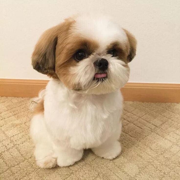 Порода собак шицу фото Instagram photo by hachi ♡ * May 28, 2016 at 3:43pm UTC Shih tzu puppy, Shih tzu