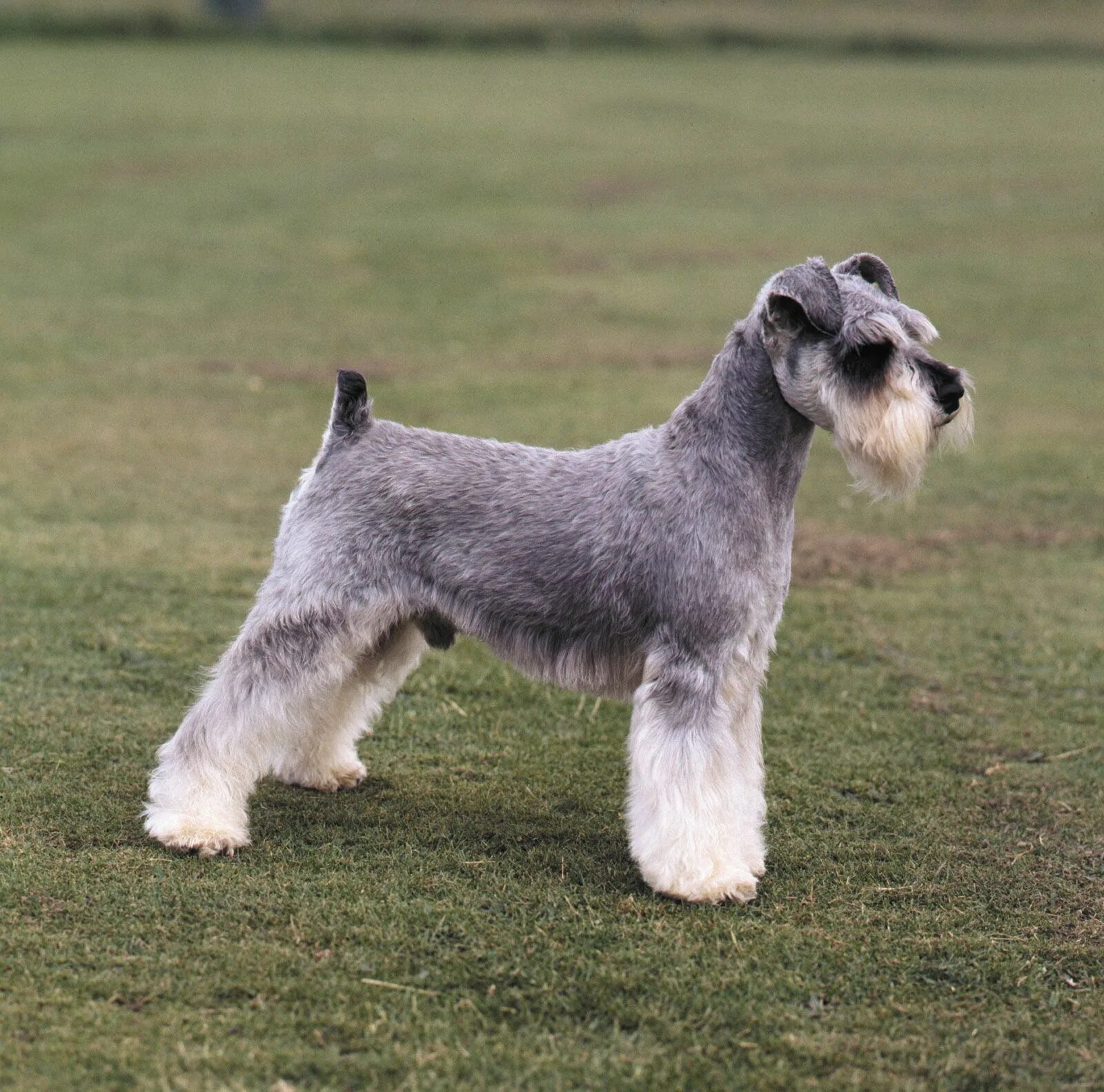 Порода собак шнауцер фото Great Dane Schnauzer Mix on Sale www.cifroclub.ru