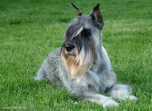 Порода собак шнауцер фото Pin by Мария on Шнауцеры Schnauzer, Schnauzer breed, Dogs