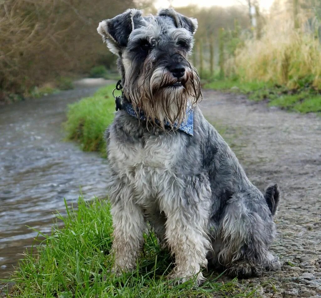 Порода собак шнауцер фото schnauzer dogs Add photos Schnauzer, Standard dog by the river in your blog: Sch